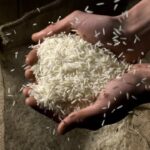 Premium Basmati Rice