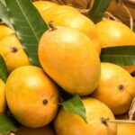 Fresh Alphonso Mango