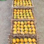 Fresh Alphonso Mango