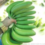 Cavendish Banana G9