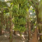 Cavendish Banana G9