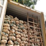 Fresh Elephant Yam (Suran)