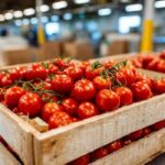Fresh Tomato