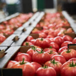 Fresh Tomato