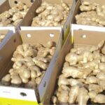Indian Ginger