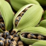 Green Cardamom