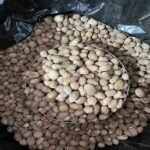 Indian Nutmeg